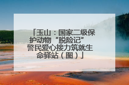 玉山：国家二级保护动物“脱险记” 警民爱心接力筑就生命驿站（图）