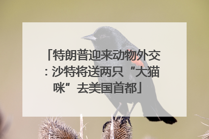特朗普迎来动物外交：沙特将送两只“大猫咪”去美国首都