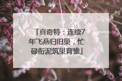 真奇特：连续7年飞燕归旧巢，忙碌衔泥筑巢育雏
