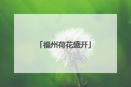 福州荷花盛开
