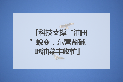 科技支撑“油田”蜕变，东营盐碱地油菜丰收忙