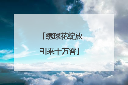 绣球花绽放 引来十万客
