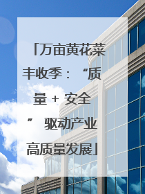 万亩黄花菜丰收季：“质量 + 安全” 驱动产业高质量发展