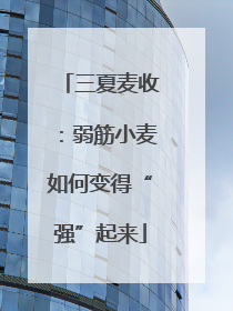 三夏麦收：弱筋小麦如何变得“强”起来