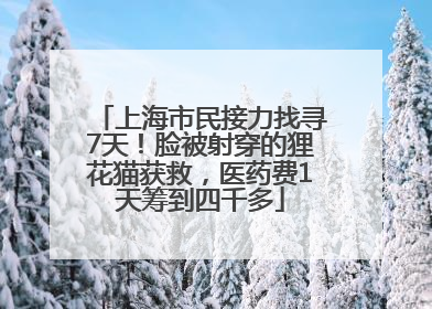 上海市民接力找寻7天！脸被射穿的狸花猫获救，医药费1天筹到四千多