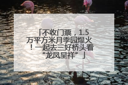 不收门票，1.5万平方米月季园爆火！一起去三好桥头看“龙凤呈祥”