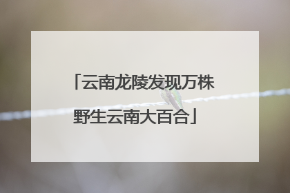 云南龙陵发现万株野生云南大百合