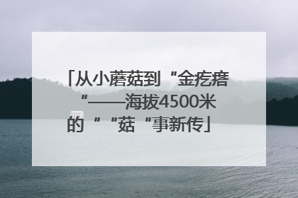 从小蘑菇到“金疙瘩“——海拔4500米的““菇“事新传