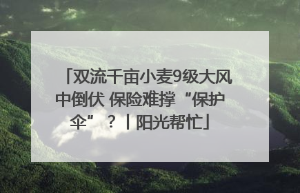 双流千亩小麦9级大风中倒伏 保险难撑“保护伞”？丨阳光帮忙