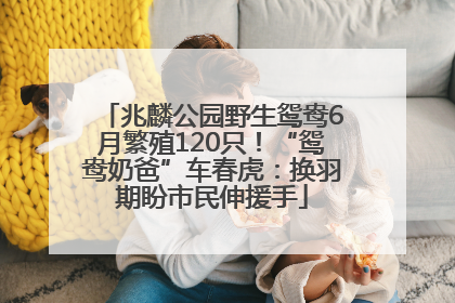 兆麟公园野生鸳鸯6月繁殖120只！“鸳鸯奶爸”车春虎：换羽期盼市民伸援手