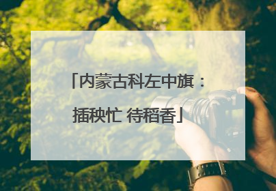 内蒙古科左中旗：插秧忙 待稻香