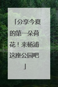 分享今夏的第一朵荷花！来杨浦这座公园吧