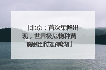 北京：首次集群出现，世界极危物种黄胸鹀到访野鸭湖
