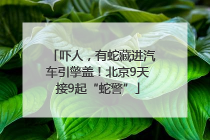 吓人,有蛇藏进汽车引擎盖!北京9天接9起“蛇警”