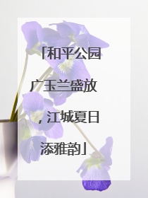 和平公园广玉兰盛放，江城夏日添雅韵