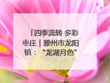 四季流转 多彩枣庄｜滕州市龙阳镇：“龙湖月色”向日葵花海 绘就乡村振兴新画卷