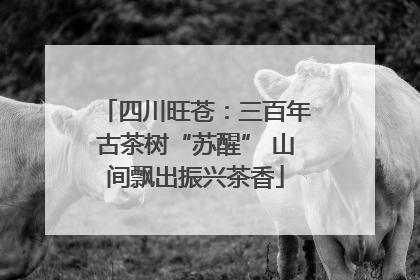 四川旺苍：三百年古茶树“苏醒” 山间飘出振兴茶香