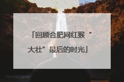 回顾合肥网红猴“大壮”最后的时光