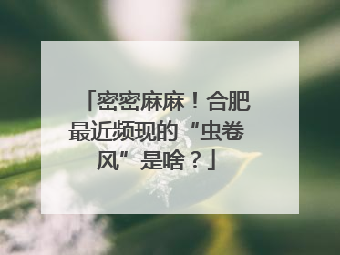 密密麻麻！合肥最近频现的“虫卷风”是啥？