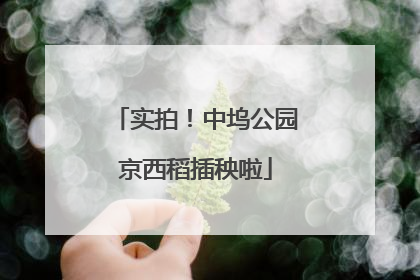 实拍！中坞公园京西稻插秧啦