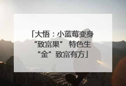 大悟：小蓝莓变身“致富果” 特色生“金”致富有方