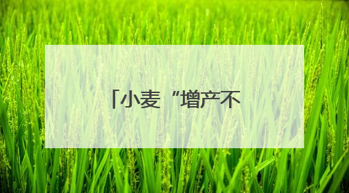 小麦“增产不增收” 商业保险来化解
