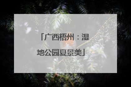 广西梧州：湿地公园夏景美