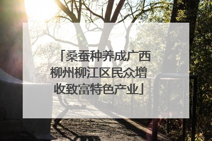 桑蚕种养成广西柳州柳江区民众增收致富特色产业