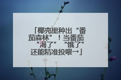 椰壳里种出“番茄森林”！当番茄“渴了”“饿了”还能精准投喂→