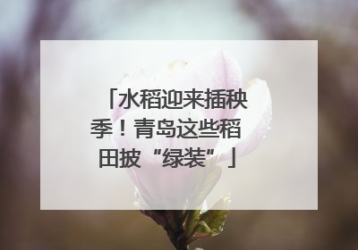 水稻迎来插秧季！青岛这些稻田披“绿装”