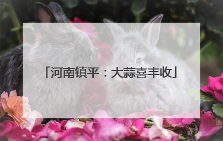 河南镇平：大蒜喜丰收