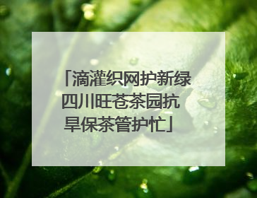 滴灌织网护新绿 四川旺苍茶园抗旱保茶管护忙