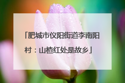肥城市仪阳街道李南阳村：山楂红处是故乡