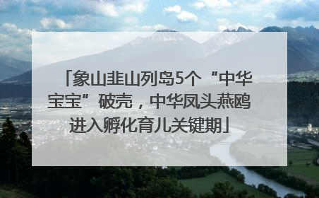 象山韭山列岛5个“中华宝宝”破壳，中华凤头燕鸥进入孵化育儿关键期