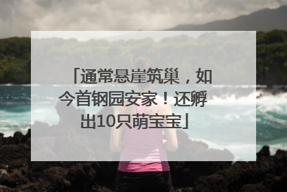 通常悬崖筑巢，如今首钢园安家！还孵出10只萌宝宝