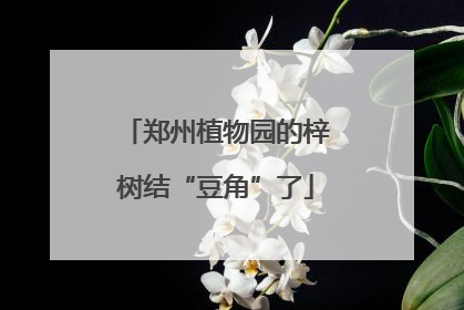 郑州植物园的梓树结“豆角”了