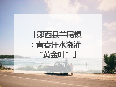 郧西县羊尾镇：青春汗水浇灌“黄金叶”