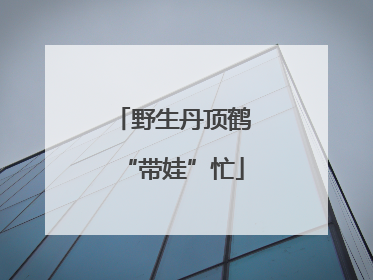 野生丹顶鹤“带娃”忙