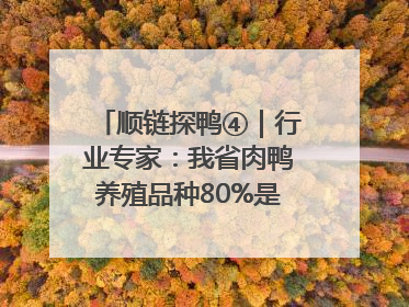 顺链探鸭④｜行业专家：我省肉鸭养殖品种80%是樱桃谷鸭