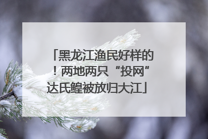 黑龙江渔民好样的！两地两只“投网”达氏鳇被放归大江
